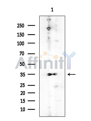 14-3-3 epsilon Mouse Monoclonal Antibody - Western blot analysis of extracts from Mouse liver, using 14-3-3 epsilon Mouse Monoclonal Antibody at 1/1000 dilution.