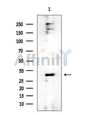 14-3-3 epsilon Mouse Monoclonal Antibody - Western blot analysis of extracts from Rat testis, using 14-3-3 epsilon Mouse Monoclonal Antibody at 1/1000 dilution.
