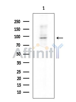 CDH18 Mouse Monoclonal Antibody - Western blot analysis of extracts from Mouse liver, using CDH18 Mouse Monoclonal Antibody at 1/1000 dilution.