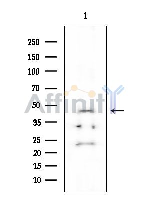 M-CK Mouse Monoclonal Antibody - Western blot analysis of extracts from HUVEC cells, using M-CK Mouse Monoclonal Antibody at 1/1000 dilution.
