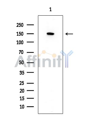 ABCC1 Mouse Monoclonal Antibody - Western blot analysis of extracts from Mouse brain, using ABCC1 Mouse Monoclonal Antibody at 1/1000 dilution.
