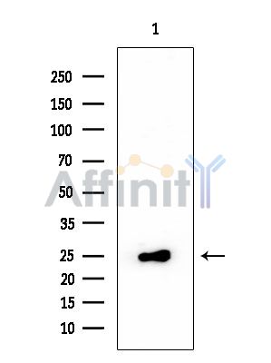 RPL14 Mouse Monoclonal Antibody - Western blot analysis of extracts from HUVEC cells, using RPL14 Mouse Monoclonal Antibody at 1/1000 dilution.
