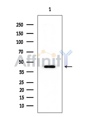 Cytokeratin 18 Mouse Monoclonal Antibody - Western blot analysis of extracts from HUVEC cells, using Cytokeratin 18 Mouse Monoclonal Antibody at 1/1000 dilution.