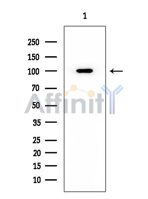 PSMD2 Mouse Monoclonal Antibody - Western blot analysis of extracts from HUVEC cells, using PSMD2 Mouse Monoclonal Antibody at 1/1000 dilution.