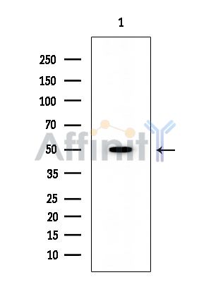 TFDP1 Mouse Monoclonal Antibody - Western blot analysis of extracts from Rat testis, using TFDP1 Mouse Monoclonal Antibody at 1/1000 dilution.