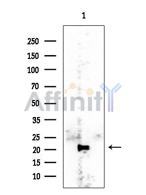 SGTA Mouse Monoclonal Antibody - Western blot analysis of extracts from Rat testis, using SGTA Mouse Monoclonal Antibody at 1/1000 dilution.
