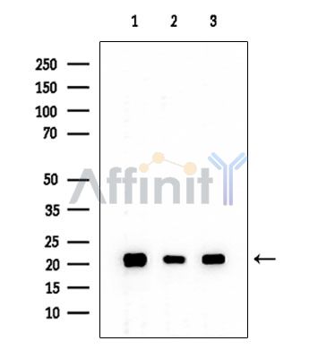 SGTA Mouse Monoclonal Antibody - Western blot analysis of extracts from various samples, using SGTA Mouse Monoclonal Antibody at 1/1000 dilution.