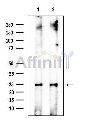 ALR Mouse Monoclonal Antibody - Western blot analysis of extracts from various samples, using ALR Mouse Monoclonal Antibody at 1/1000 dilution.
