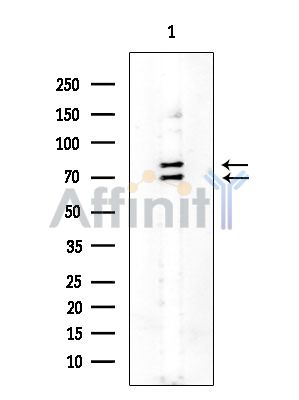 CHRM3 Mouse Monoclonal Antibody - Western blot analysis of extracts from Rat testis, using CHRM3 Mouse Monoclonal Antibody at 1/1000 dilution.