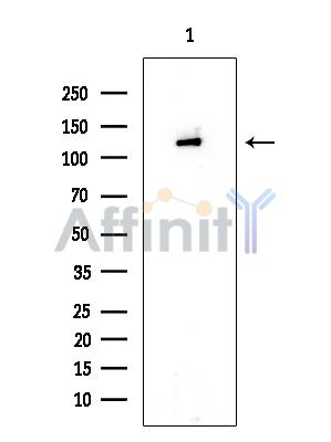 CAPRIN1 Mouse Monoclonal Antibody - Western blot analysis of extracts from COLO205 cells, using CAPRIN1 Mouse Monoclonal Antibody at 1/1000 dilution.
