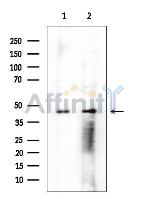 SCRN2 Mouse Monoclonal Antibody - Western blot analysis of extracts from various samples, using SCRN2 Mouse Monoclonal Antibody at 1/1000 dilution.