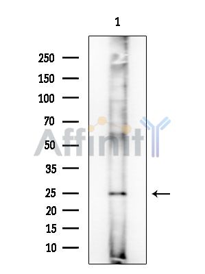DNAJB3 Mouse Monoclonal Antibody - Western blot analysis of extracts from Mouse lung, using DNAJB3 Mouse Monoclonal Antibody at 1/1000 dilution.