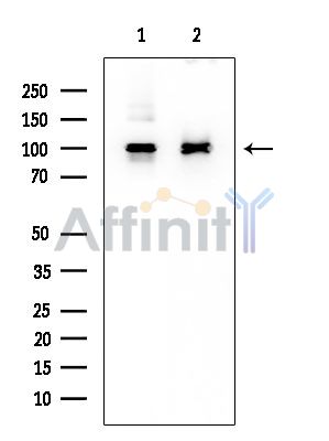 p130 Cas Mouse Monoclonal Antibody - Western blot analysis of extracts from various samples, using p130 Cas Mouse Monoclonal Antibody at 1/1000 dilution.