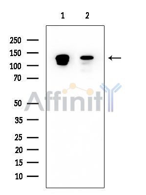p130 Cas Mouse Monoclonal Antibody - Western blot analysis of extracts from various samples, using p130 Cas Mouse Monoclonal Antibody at 1/1000 dilution.