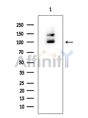 PBXIP1 Mouse Monoclonal Antibody - Western blot analysis of extracts from COLO205 cells, using PBXIP1 Mouse Monoclonal Antibody at 1/1000 dilution.