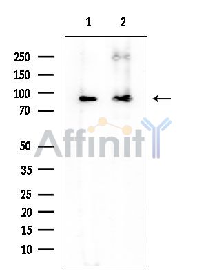 OSBP Mouse Monoclonal Antibody - Western blot analysis of extracts from various samples, using OSBP Mouse Monoclonal Antibody at 1/1000 dilution.
