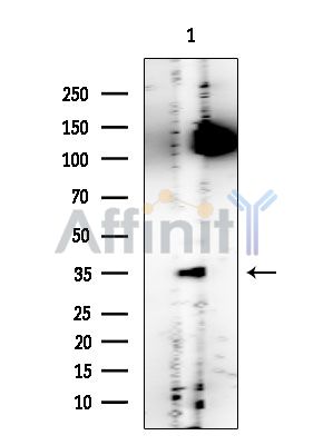 FBL Mouse Monoclonal Antibody - Western blot analysis of extracts from COLO205 cells, using FBL Mouse Monoclonal Antibody at 1/1000 dilution.