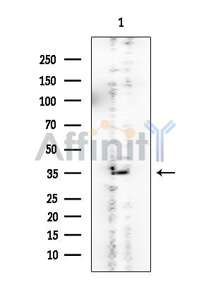 FBL Mouse Monoclonal Antibody - Western blot analysis of extracts from EC304 cells, using FBL Mouse Monoclonal Antibody at 1/1000 dilution.