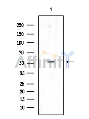 PSMD4 Mouse Monoclonal Antibody - Western blot analysis of extracts from COLO205 cells, using PSMD4 Mouse Monoclonal Antibody at 1/1000 dilution.