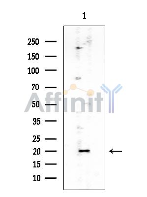 IL1FA Mouse Monoclonal Antibody - Western blot analysis of extracts from Mouse lung, using IL1FA Mouse Monoclonal Antibody at 1/1000 dilution.