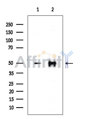 PSMC3 Mouse Monoclonal Antibody - Western blot analysis of extracts from various samples, using PSMC3 Mouse Monoclonal Antibody at 1/1000 dilution.