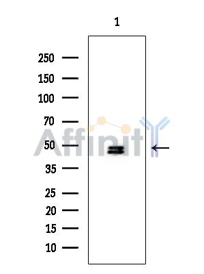 PSMC3 Mouse Monoclonal Antibody - Western blot analysis of extracts from Rat testis, using PSMC3 Mouse Monoclonal Antibody at 1/1000 dilution.