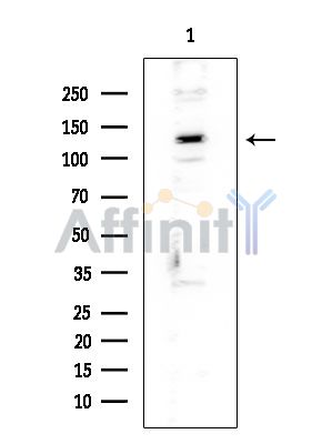 HCN4 Mouse Monoclonal Antibody - Western blot analysis of extracts from COLO205 cells, using HCN4 Mouse Monoclonal Antibody at 1/1000 dilution.