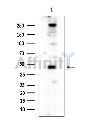 SDPR Mouse Monoclonal Antibody - Western blot analysis of extracts from EC304 cells, using SDPR Mouse Monoclonal Antibody at 1/1000 dilution.