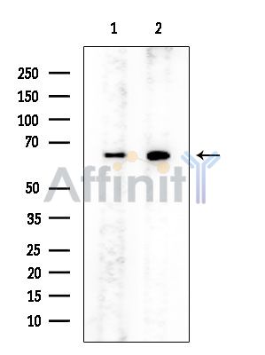 PP5 Mouse Monoclonal Antibody - Western blot analysis of extracts from various samples, using PP5 Mouse Monoclonal Antibody at 1/1000 dilution.
