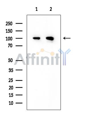 GART Mouse Monoclonal Antibody - Western blot analysis of extracts from various samples, using GART Mouse Monoclonal Antibody at 1/1000 dilution.