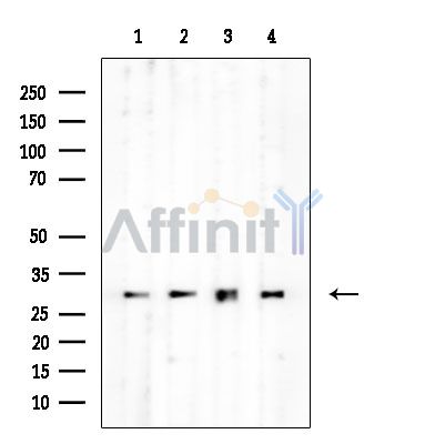 14-3-3 theta Mouse Monoclonal Antibody - Western blot analysis of extracts from various samples, using 14-3-3 theta Mouse Monoclonal Antibody at 1/1000 dilution.