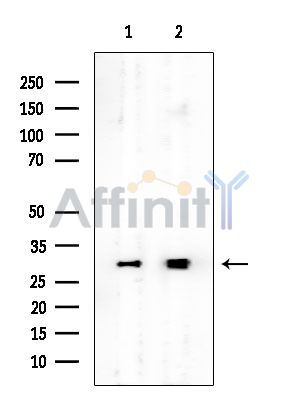 MRPS7 Mouse Monoclonal Antibody - Western blot analysis of extracts from various samples, using MRPS7 Mouse Monoclonal Antibody at 1/1000 dilution.