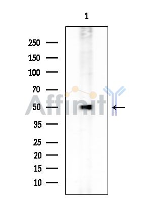 DNPEP Mouse Monoclonal Antibody - Western blot analysis of extracts from COLO205 cells, using DNPEP Mouse Monoclonal Antibody at 1/1000 dilution.