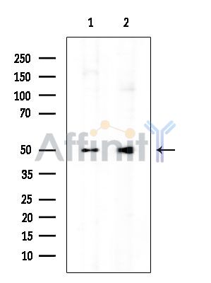 DNPEP Mouse Monoclonal Antibody - Western blot analysis of extracts from various samples, using DNPEP Mouse Monoclonal Antibody at 1/1000 dilution.