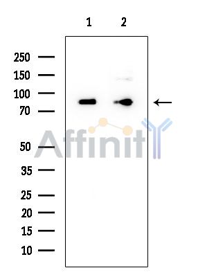 Exo70 Mouse Monoclonal Antibody - Western blot analysis of extracts from various samples, using Exo70 Mouse Monoclonal Antibody at 1/1000 dilution.