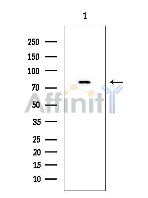 Exo70 Mouse Monoclonal Antibody - Western blot analysis of extracts from Rat testis, using Exo70 Mouse Monoclonal Antibody at 1/1000 dilution.