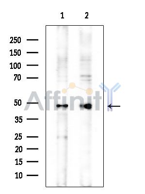 BLMH Mouse Monoclonal Antibody - Western blot analysis of extracts from various samples, using BLMH Mouse Monoclonal Antibody at 1/1000 dilution.