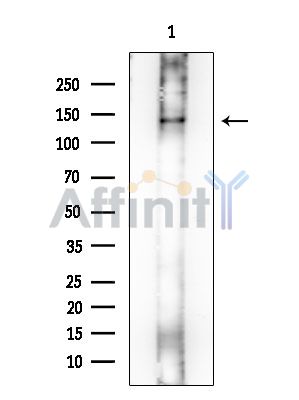 EHBP1 Mouse Monoclonal Antibody - Western blot analysis of extracts from Rat testis, using EHBP1 Mouse Monoclonal Antibody at 1/1000 dilution.
