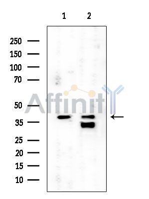 DUSP7/PYST2 Mouse Monoclonal Antibody - Western blot analysis of extracts from various samples, using DUSP7/PYST2 Mouse Monoclonal Antibody at 1/1000 dilution.