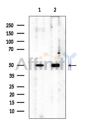 KPTN Mouse Monoclonal Antibody - Western blot analysis of extracts from various samples, using KPTN Mouse Monoclonal Antibody at 1/1000 dilution.