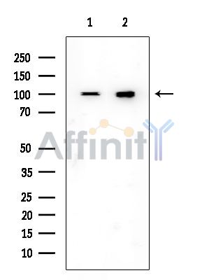 XAB2 Mouse Monoclonal Antibody - Western blot analysis of extracts from various samples, using XAB2 Mouse Monoclonal Antibody at 1/1000 dilution.
