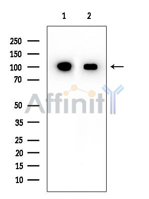 XAB2 Mouse Monoclonal Antibody - Western blot analysis of extracts from various samples, using XAB2 Mouse Monoclonal Antibody at 1/1000 dilution.