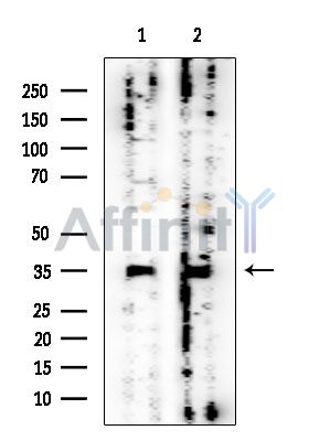 CWC15 Mouse Monoclonal Antibody - Western blot analysis of extracts from various samples, using CWC15 Mouse Monoclonal Antibody at 1/1000 dilution.