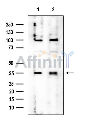 CWC15 Mouse Monoclonal Antibody - Western blot analysis of extracts from various samples, using CWC15 Mouse Monoclonal Antibody at 1/1000 dilution.