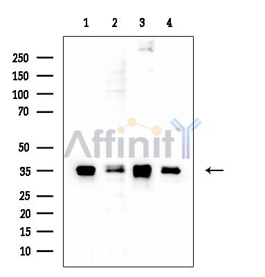 Nanog P8 Mouse Monoclonal Antibody - Western blot analysis of extracts from various samples, using Nanog P8 Mouse Monoclonal Antibody at 1/1000 dilution.