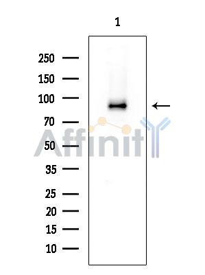 LENG8 Mouse Monoclonal Antibody - Western blot analysis of extracts from COLO205 cells, using LENG8 Mouse Monoclonal Antibody at 1/1000 dilution.