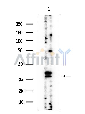 ATOH8 Mouse Monoclonal Antibody - Western blot analysis of extracts from EC304 cells, using ATOH8 Mouse Monoclonal Antibody at 1/1000 dilution.