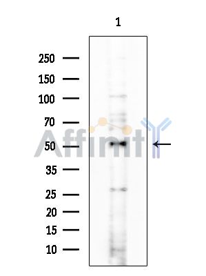 HAT Antibody - Western blot analysis of extracts from HUVEC cells, using HAT Antibody at 1/1000 dilution.