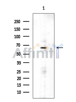 Phospho-HDAC1 (Ser421) Antibody - Western blot analysis of extracts from COLO205 cells, using Phospho-HDAC1 (Ser421) Antibody at 1/1000 dilution.