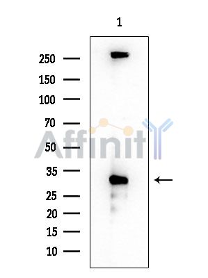 HDAC8 Antibody - Western blot analysis of extracts from EC304 cells, using HDAC8 Antibody at 1/1000 dilution.